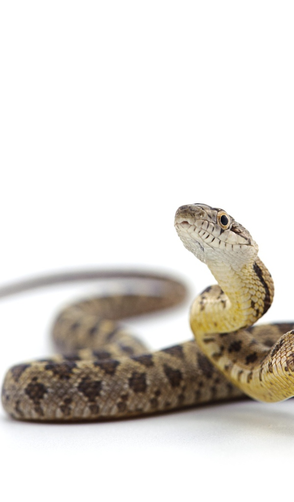 Большая змея на белом фоне