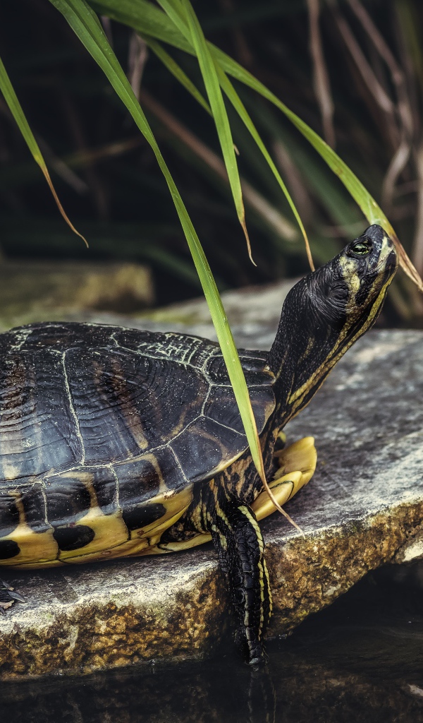 Большая черепаха на камне у воды