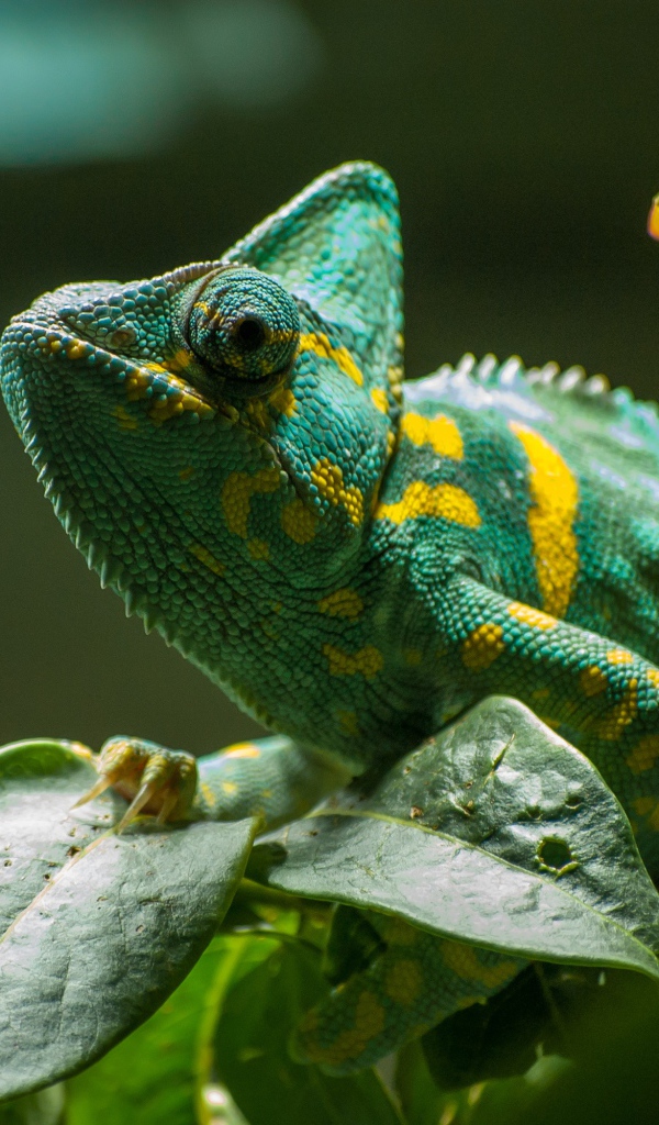 Зеленый хамелеон в зеленых листьях на ветке дерева 