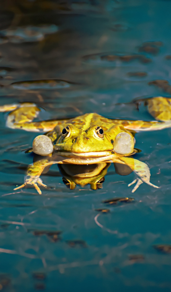 Зеленая лягушка в водоеме