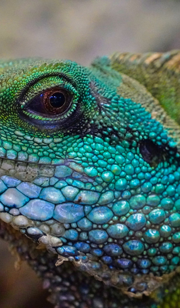 Голова зеленой большой игуаны крупным планом