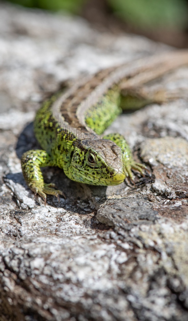 Зеленая ящерица сидит на камне 