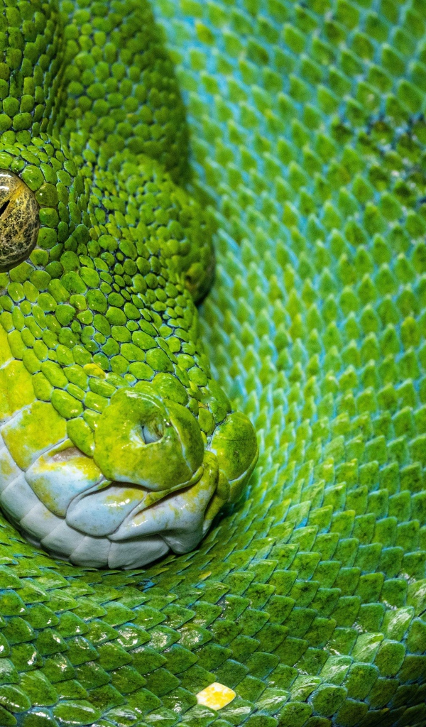 Зеленая змея крупным планом