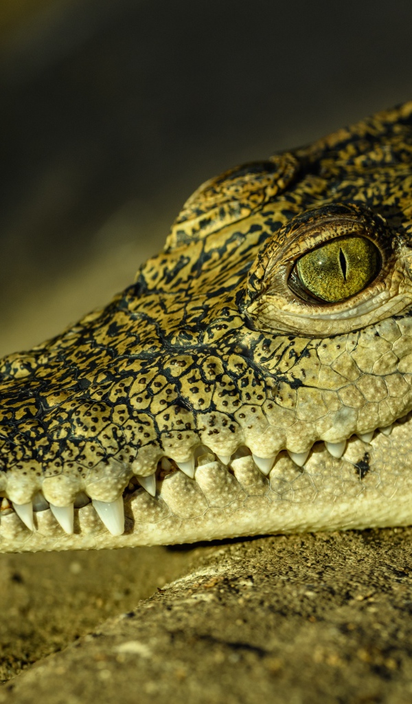 Большой крокодил с острыми клыками загорает на солнце