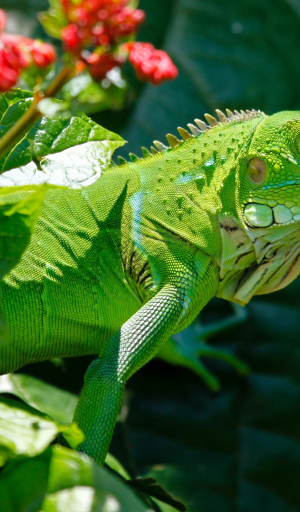 Large green iguana on a background of red flowers