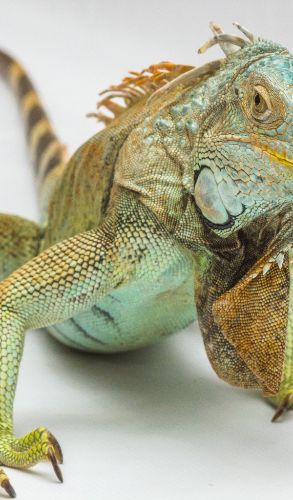 Большая зеленая игуана на сером фоне