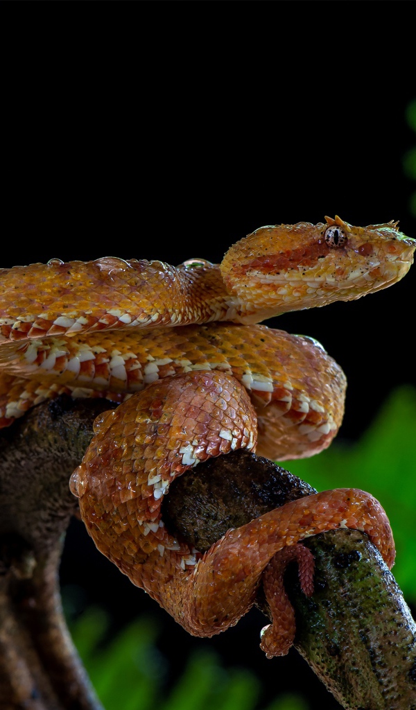 Большая ядовитая змея на ветке дерева 