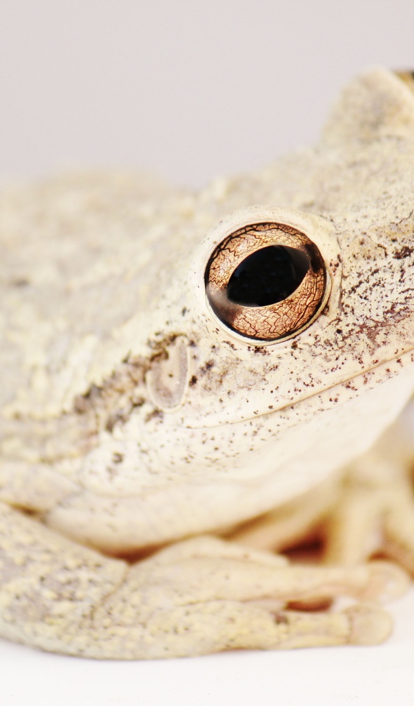 Большая белая амфибия 