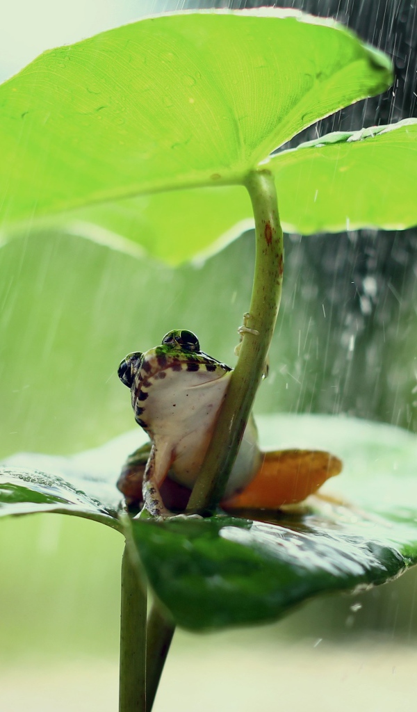 Маленькая лягушка сидит под зеленым листом во время дождя