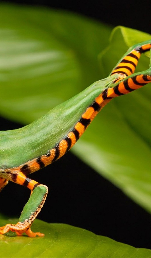 Маленькая зеленая лягушка в зеленых листьях 