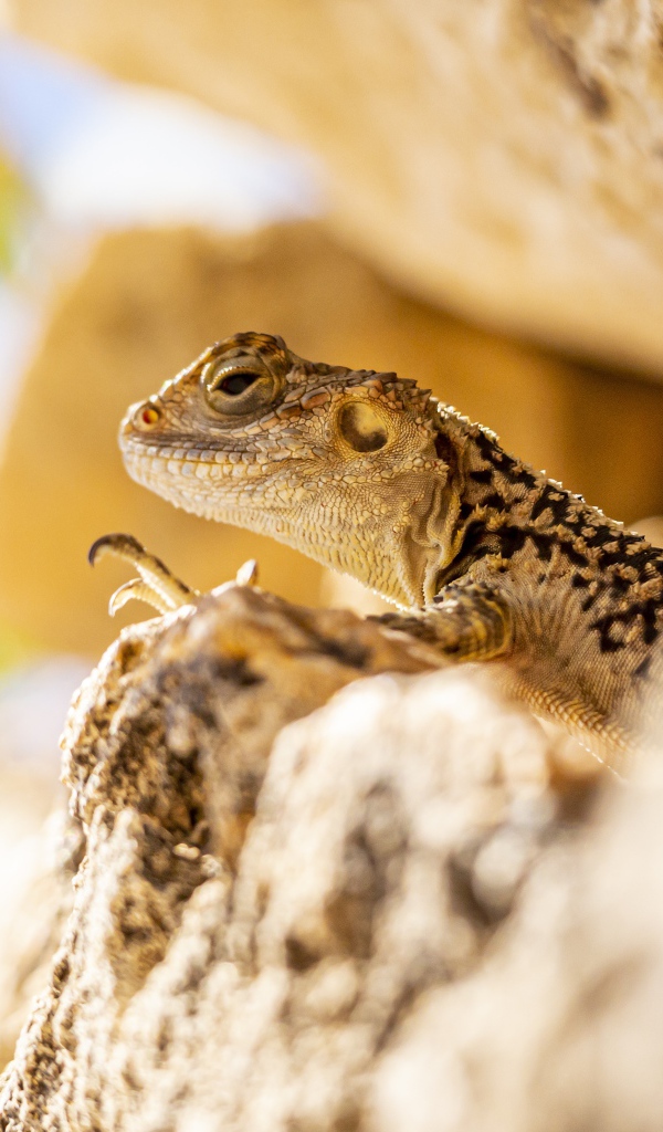 Маленькая ящерица прячется в камнях 