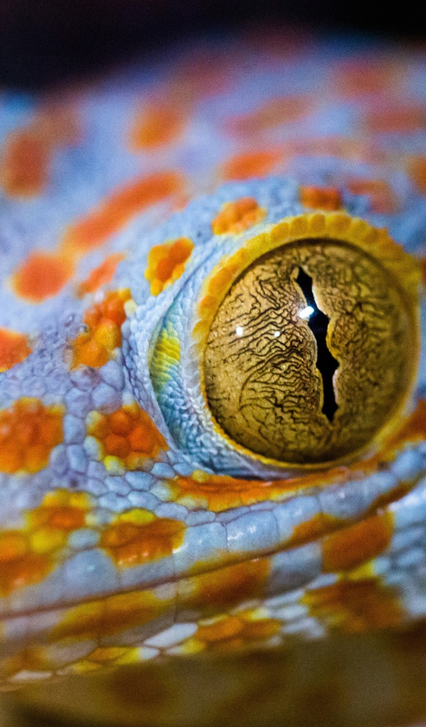 Lizard head with yellow eyes close-up