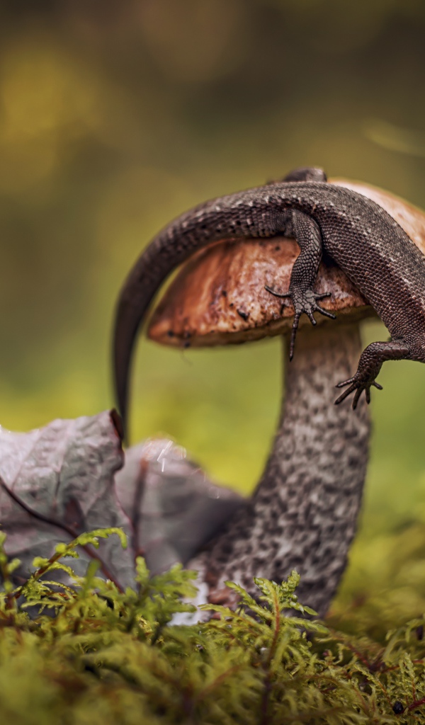 Ящерица сидит на грибе в лесу