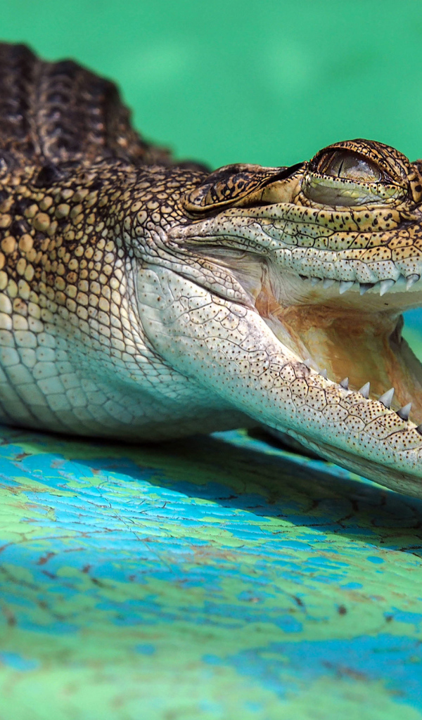 Аллигатор с открытой пастью с острыми зубами 