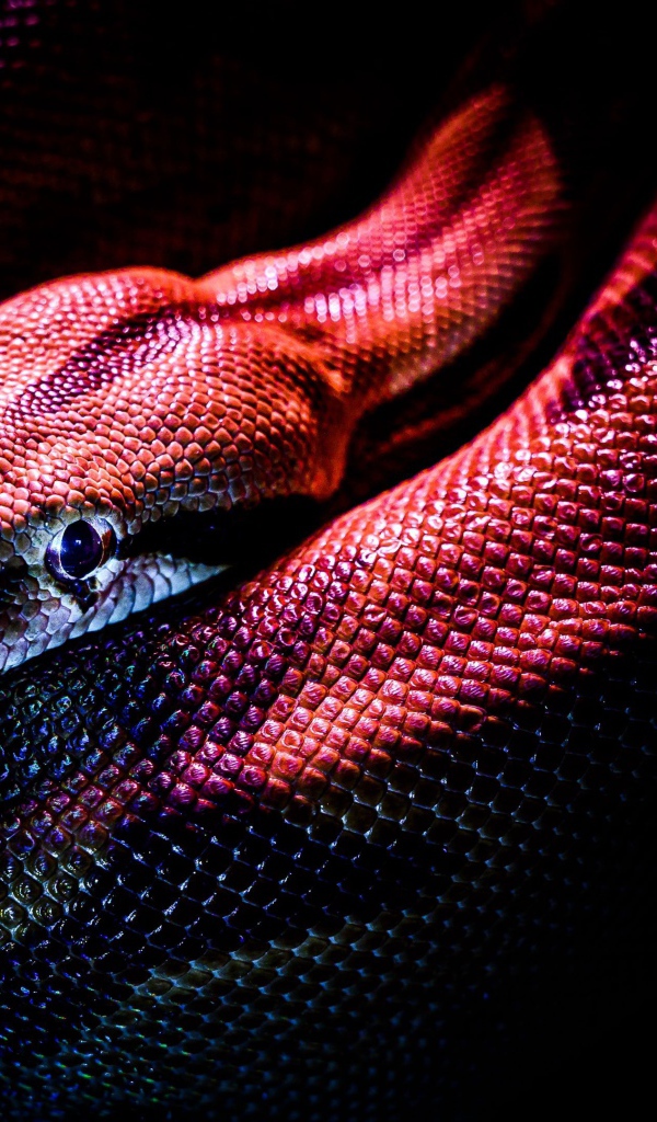 Красная змея на черном фоне