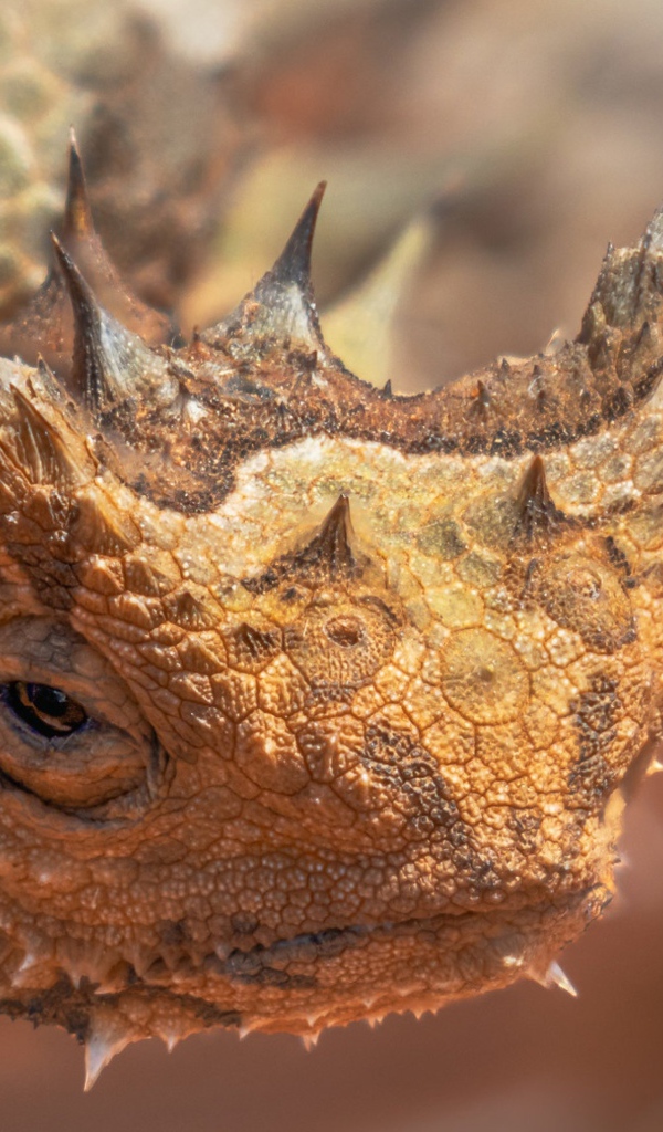 Жабовидная ящерица крупным планом 