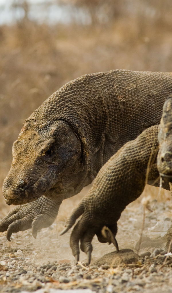 Два больших дракона комодо идут по земле 