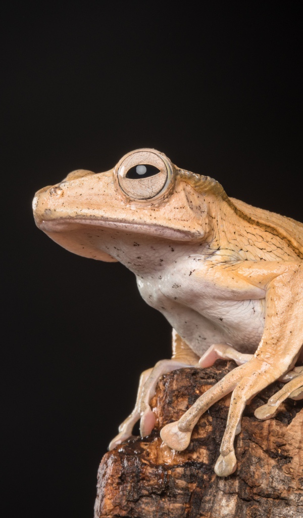 Желтая лягушка сидит на камне на черном фоне