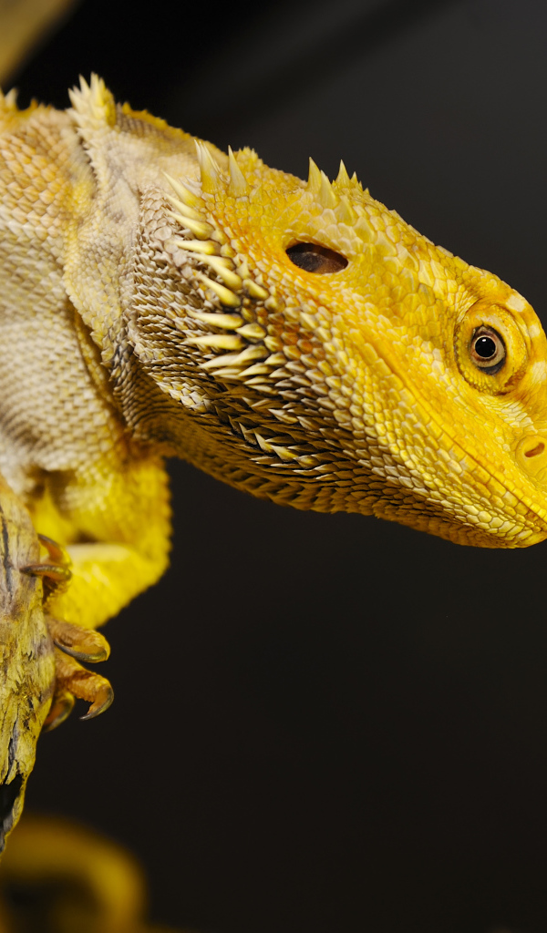 Желтая игуана сидит на сухом дереве