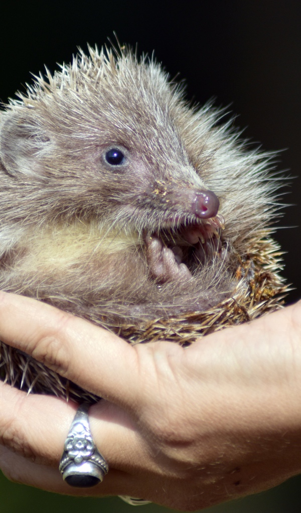 Маленький колючий еж лежит на руке
