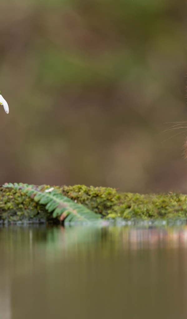 Белка с пушистым хвостом грызет орех у воды