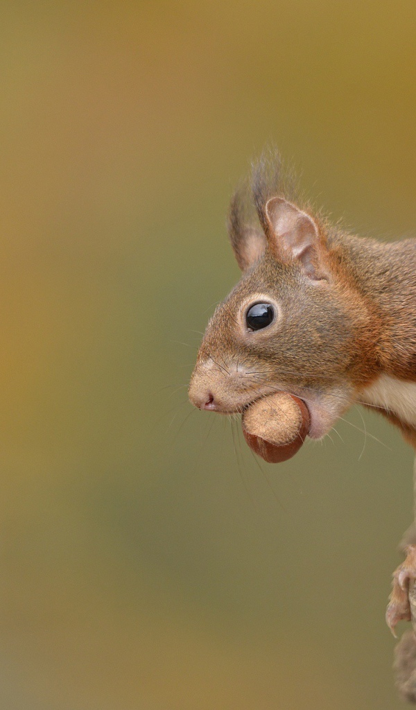 Белка с лесным орехом в зубах сидит в дупле 