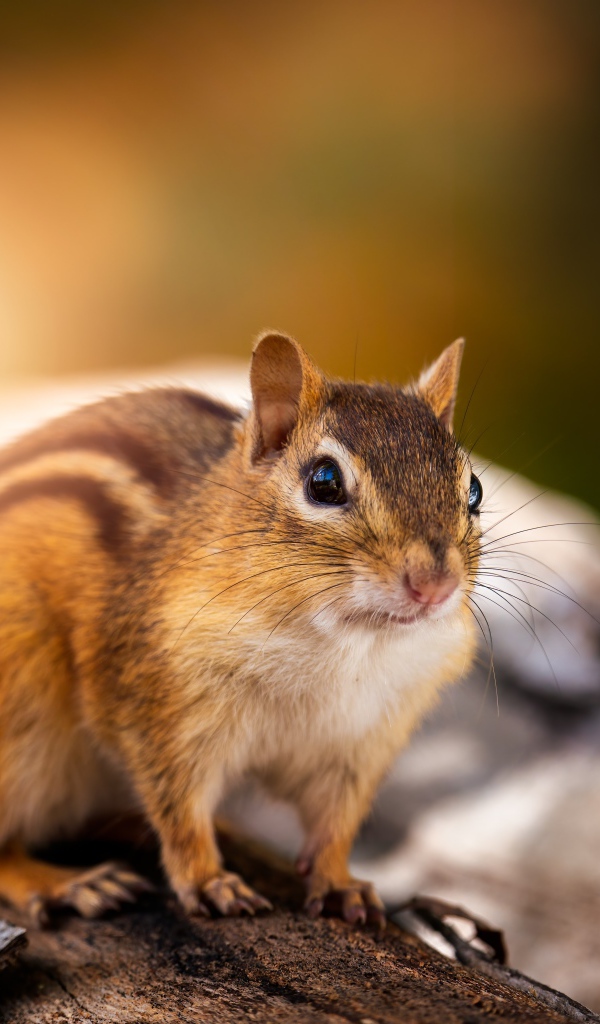 Красивый бурундук сидит на сухом дереве 