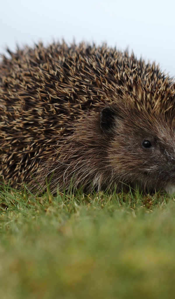 Big prickly hedgehog on green grass