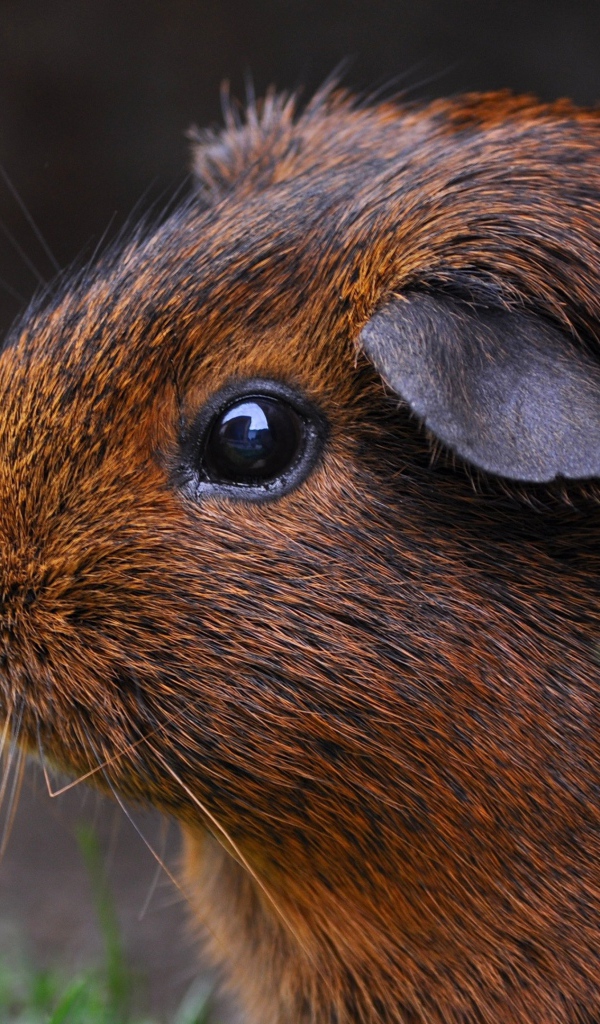 Коричневая морская свинка сидит в камнях