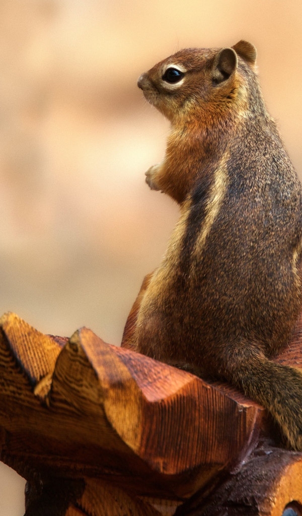 Бурундук сидит на деревянной скульптуре 