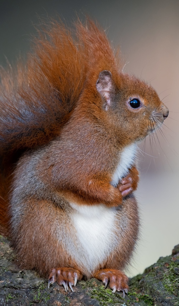 Милая пушистая рыжая белка сидит на дереве 