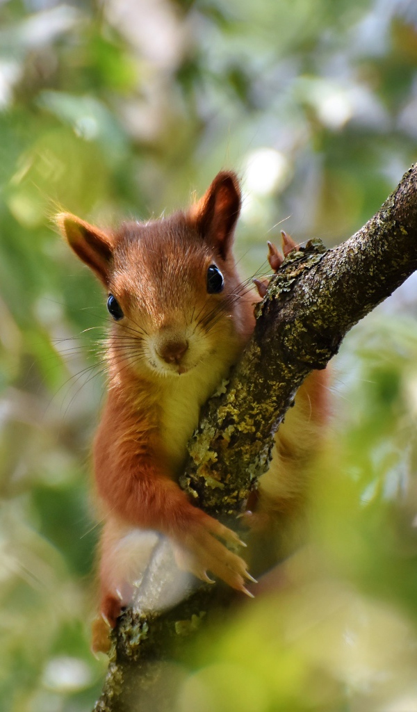 Милая рыжая белка сидит на ветке 