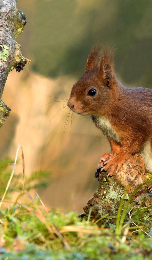 Милая рыжая белка сидит на покрытой мхом коряге 
