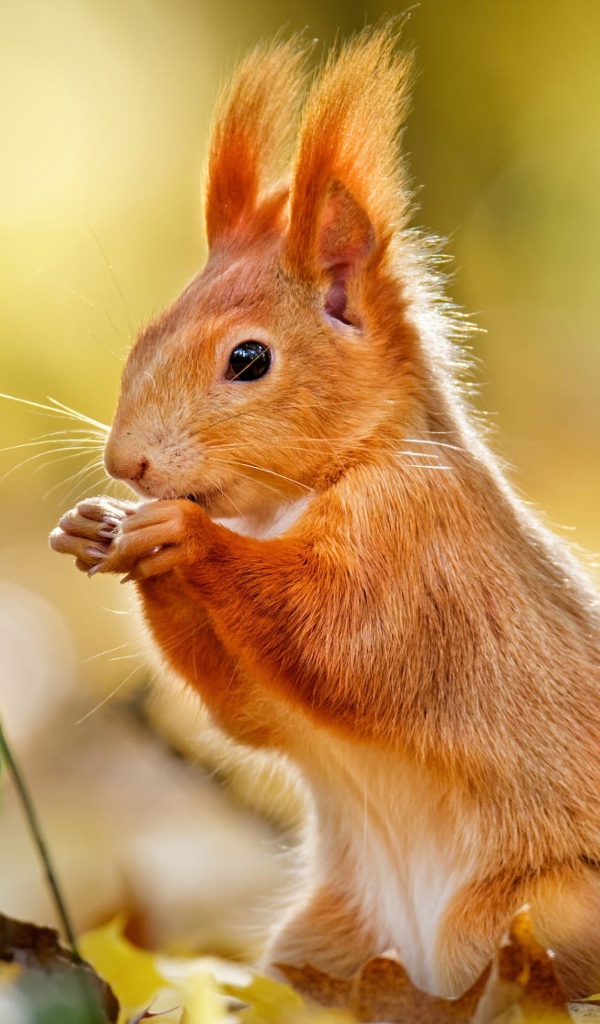 Милая рыжая белка сидит на желтых листьях 