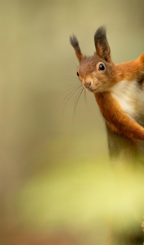 Пушистая милая рыжая белка висит на дереве