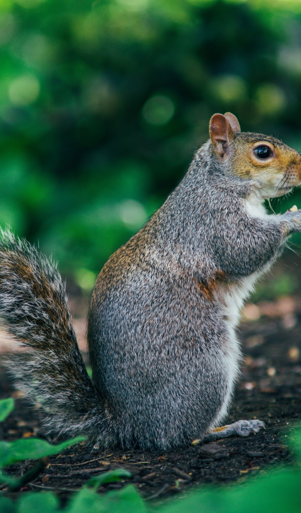 Пушистая серая белка на земле 