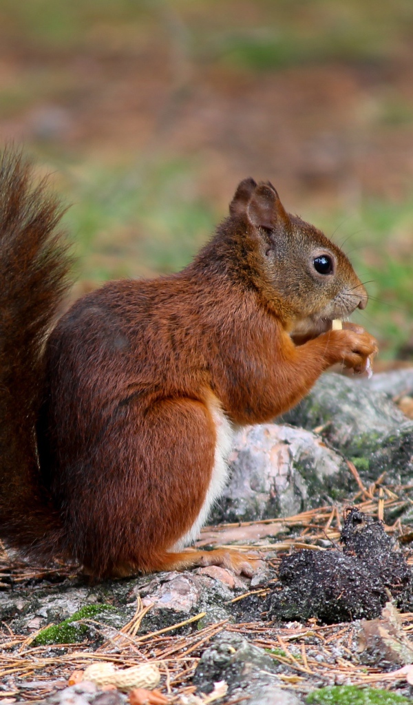 Рыжая белка с пушистым хвостом