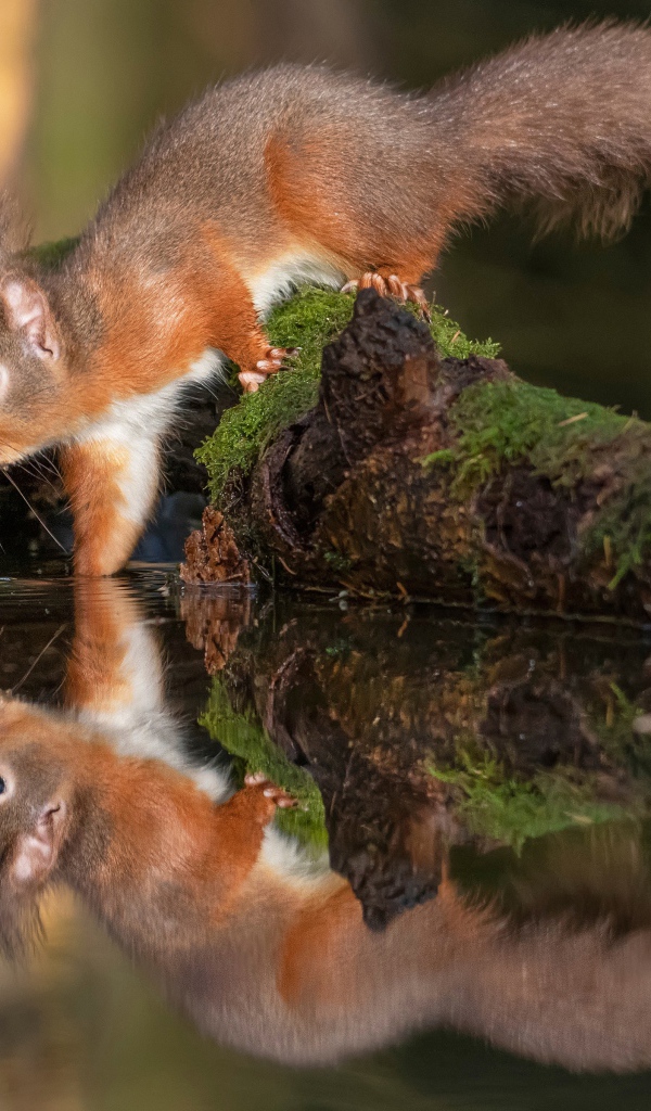 Пушистая рыжая белка пьет воду 