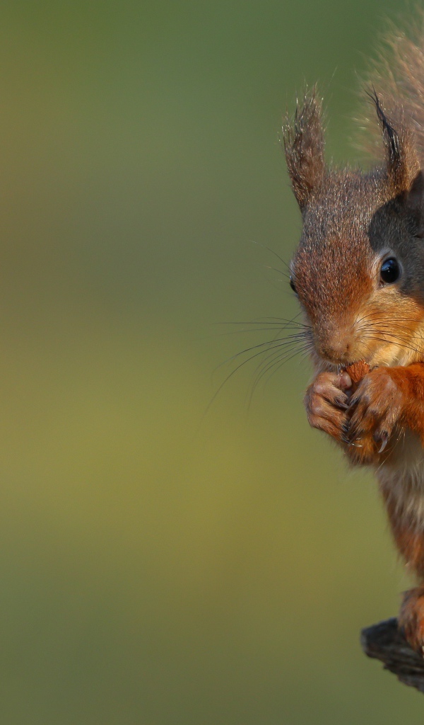 Fluffy red squirrel nibbles a nut on a tree