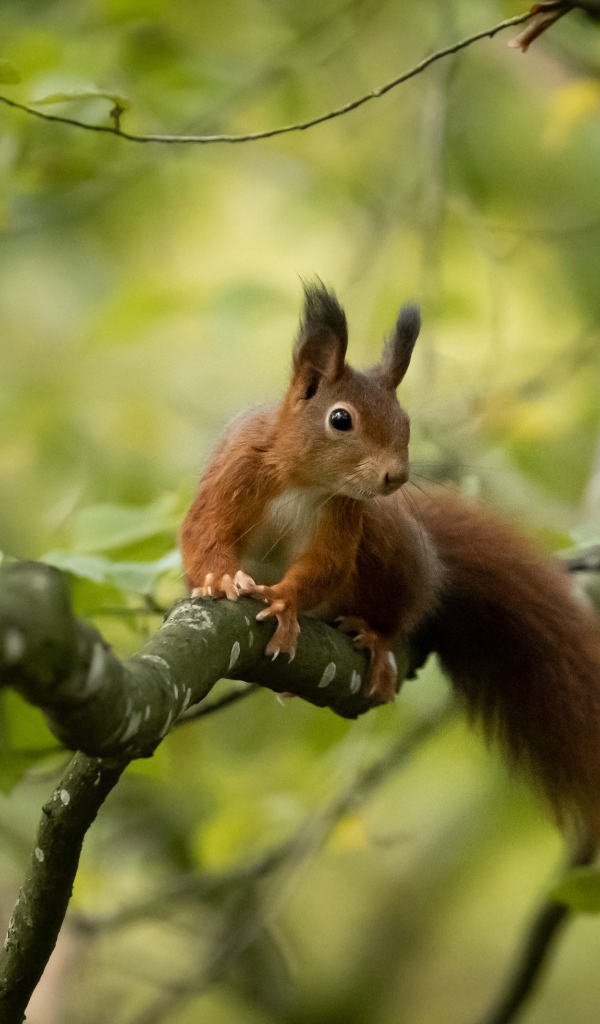 Пушистый хвост быстрой белки сидящей на дереве 