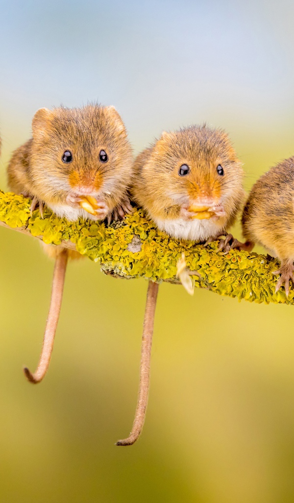 Четыре маленькие мышки сидят на ветке