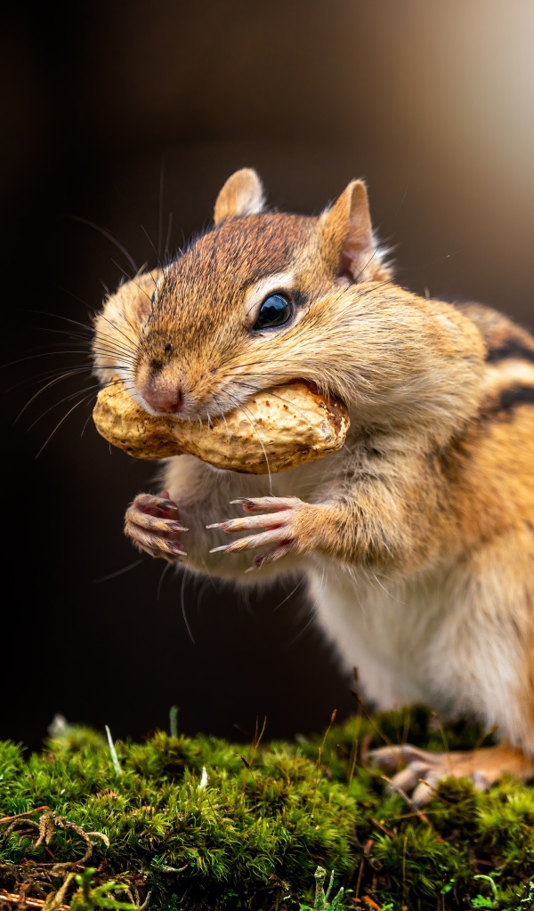 Смешной бурундук держит орех в зубах