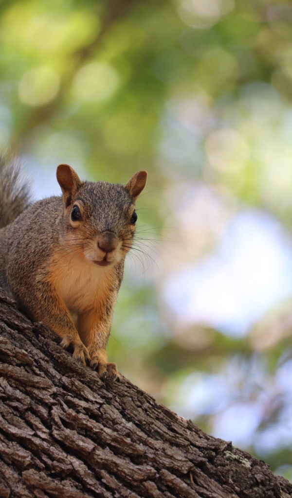 Забавная быстрая рыжая белка сидит на дереве