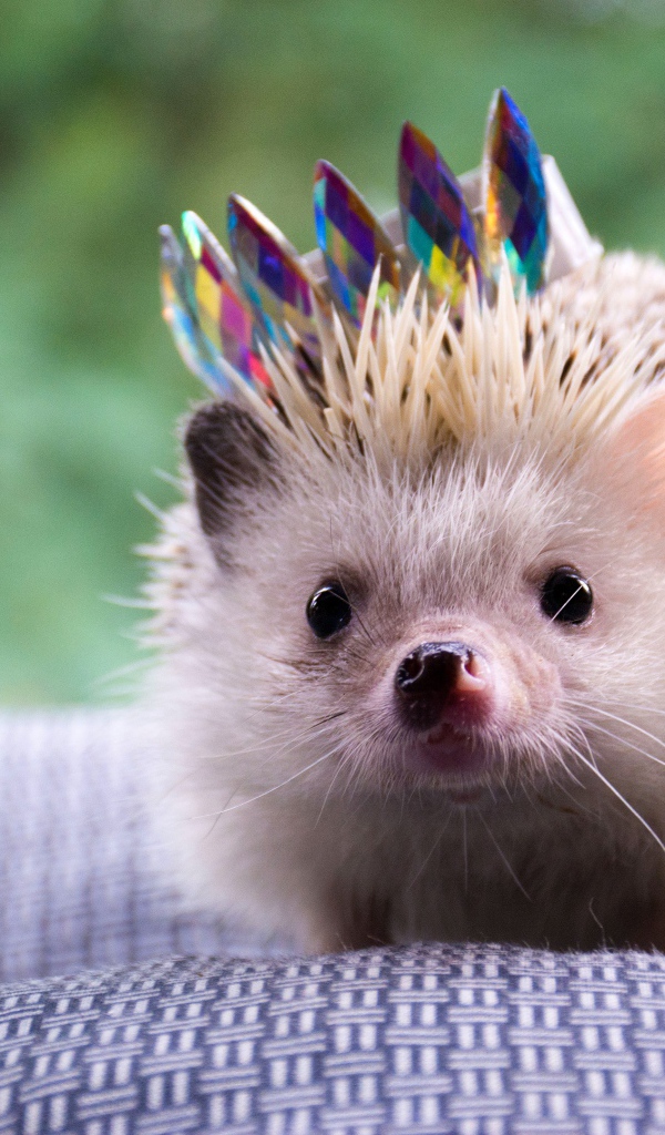 Забавный ежик с короной на покрывале