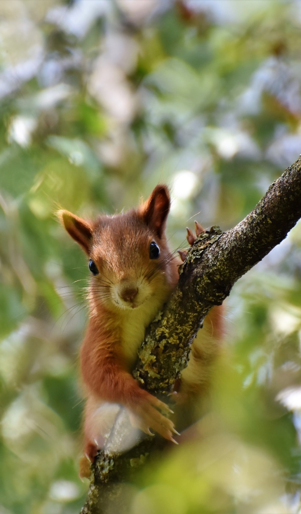 Забавная рыжая белка на ветке дерева