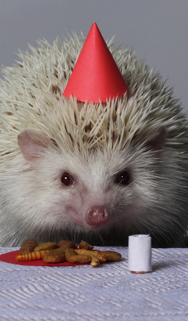 Забавному белому ежику отмечают день рождения 