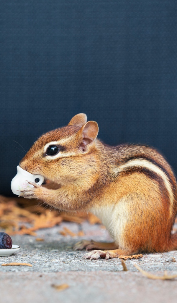 Маленький бурундук пробует угощения 