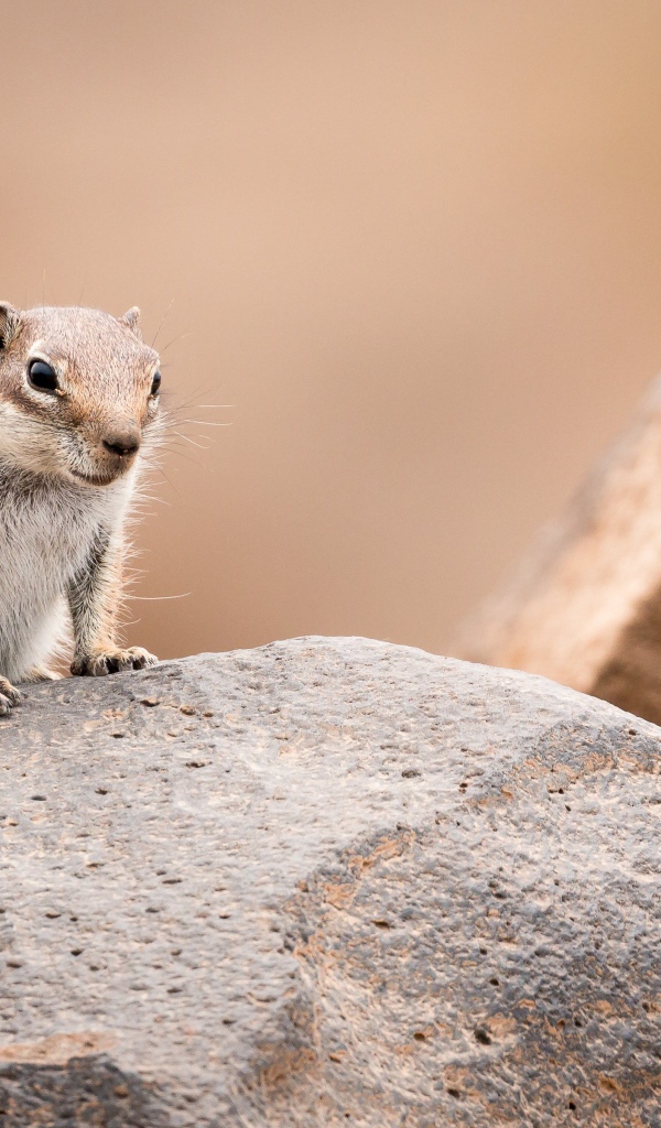 Маленький забавный бурундук сидит на камне 