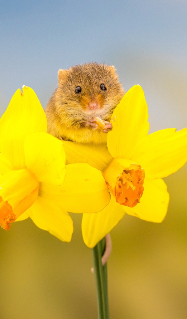Маленькая серая мышка на желтом цветке нарцисса 