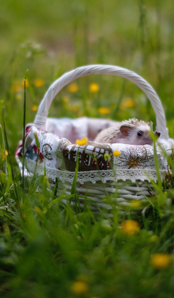 Маленький еж в корзине на зеленой траве 